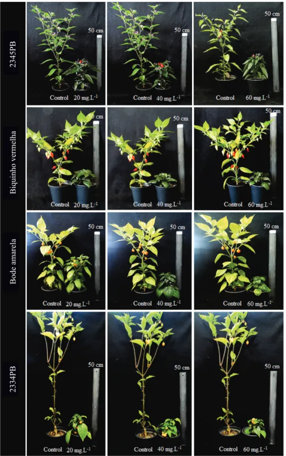 Figure 2. Images of ornamental peppers 2345PB, 'Biquinho Vermelha', 'Bode Amarela', and  2334PB, their controls, and plants treated with paclobutrazol (PBZ).