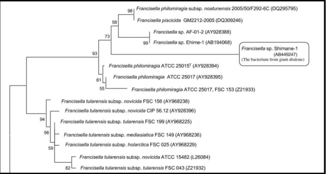 Figura  3:  Filogenia  do  género  Francisella  com  base  nas  sequências  dos  genes  ribossomais  da  subunidade 16S, adaptado de Kamaishi et al., 2005
