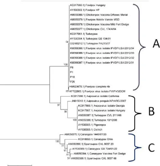 Table 2. Nucleotide sequence of positions 544 to 552 in the fpv167 gene of strains from Minas Gerais and other published  avipoxvirus strains Samples 544 545 546 547 548 549 550 551 552 HM623675.1| Fowlpox 4b gene T A T T C A C A C P6 strain 