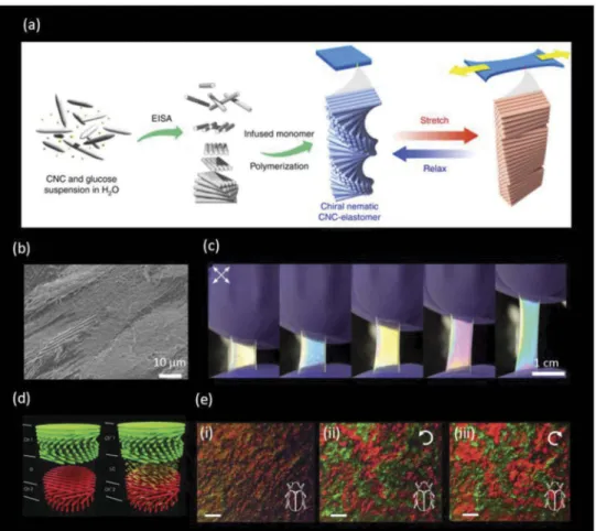 Figure 5. (Colour online) Tuning the colour of cellulose-based materials. (a) Schematic illustration of the preparation of the chiral nematic organization of CNCs and preparation process of CNC-E, (b) Cross-section SEM image of CNC-E ﬁ lm, (c) Photographs 