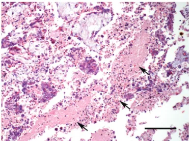 Table 1. Histopatological, molecular and  immunohistochemical analysis for Neospora caninum 