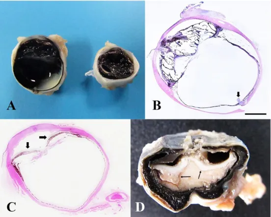 Table 1. Degenerative ocular lesions in animals Location