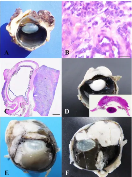 Table 2. Proliferative lesions in ocular and periocular tissues of animals