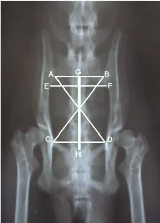 Table 1. Pelvic diameters (cm) measured directly on radiographic film and entrance area of the pelvis  [EAP= (bi-iliac average diameter/2) X (sacro-pubic diameter/2) X π] cm 2  from adult  Saimiri sciureus  females