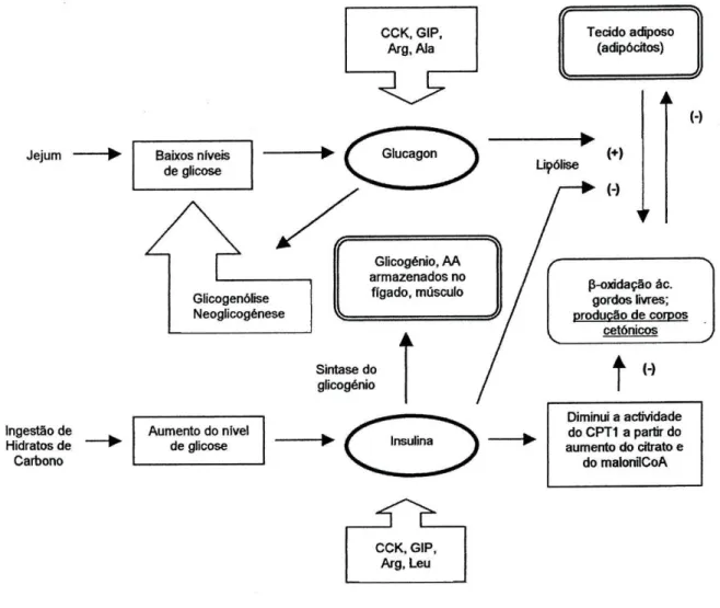 Figura 3. O papel do glucagon e da insulina na regulação dos níveis de glicose sanguínea e  corpos cetónicos  &amp;7&gt; 