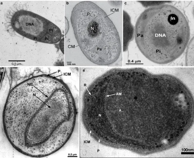 Fig. 1. 5 Cell plan organization of planctomycetes. Thin sections obtained by transmission electron microscopy  from  a) Rhodopirellula  sp