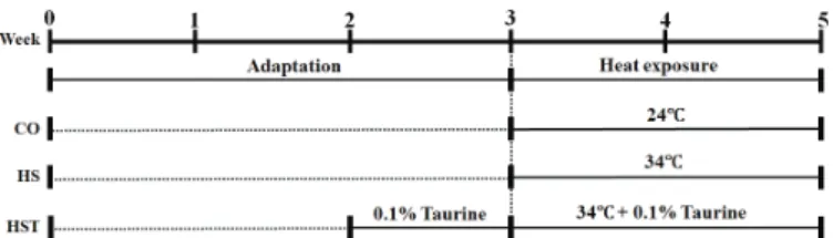 Figure 1 – Experimental schedule, including the heat exposure and taurine supple- supple-mentation periods.