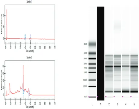 Figure 2 – RNA integrity check. The 18S and 28S peaks are clearly visible in sample 2, but not in sample  1
