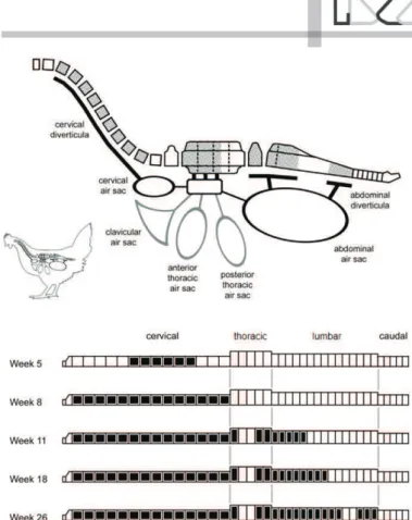 Figure 2 – Pneumatization of the vertebral column in the chicken (Gallus gallus). 