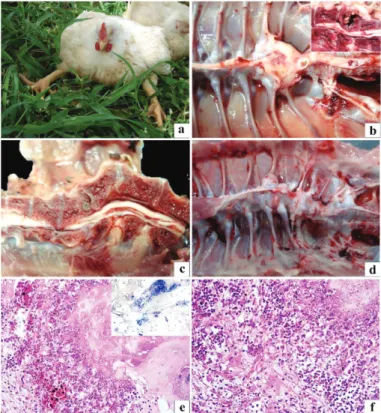 Figure 3 – Clinicopathological changes of vertebral osteomyelitis and differential  diagnosis in the broilers
