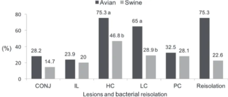 Graphic 2 shows the percentage of bacterial  isolation and the frequency of the five macroscopic  lesions evaluated in the study