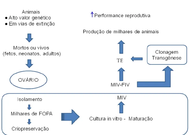 Figura  5  -  Associação  da  biotécnica  MOIFOPA  com  outras  biotécnicas  da  reprodução