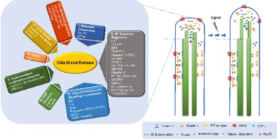 Figure 5. The dynamic distal domain and associated proteins. Important events in cilia function occur  at  their  distal  domain  like  cilia  assembly/disassembly,  intraflagellar  transport  (IFT)  complexes’ 
