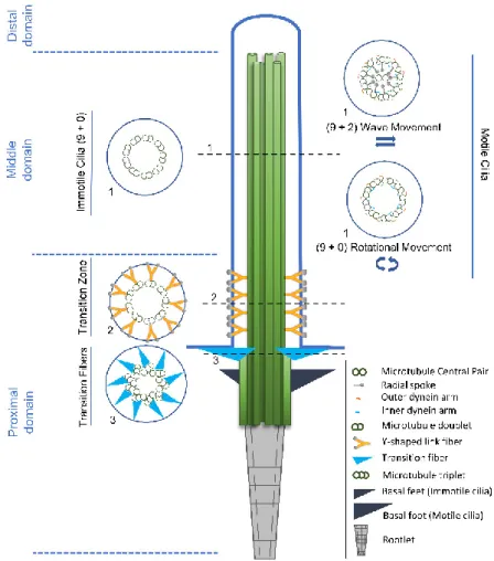 Figure 1. Structural comparison between motile and primary cilia. The cilia axoneme is composed of  nine pairs of microtubules (green tubules) that extend from a modified centriole named basal body