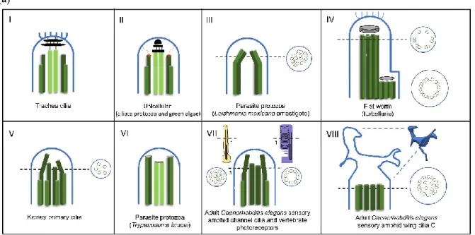 Figure 3. Diversity of cilia distal domain architectures. (a) Schematic representation of representative  cilia tip structures