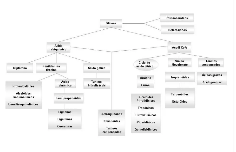 Figura 5. Esquema simplificado das principais vias de biossíntese de metabólitos secundários (SIMÕES et.al., 2002, com modificações)