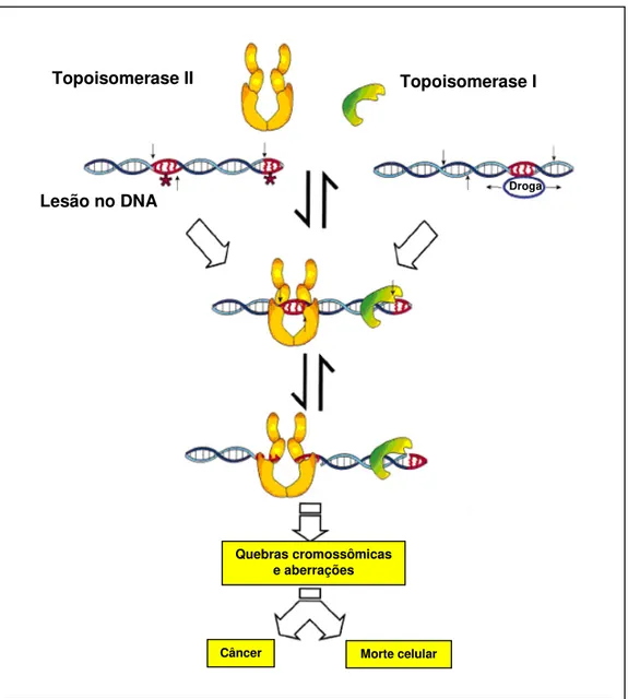 Figura 10. Mecanismos de ação das topoisomerases I e II (KINGMA; OSHEROFF, 1998, com modificações)