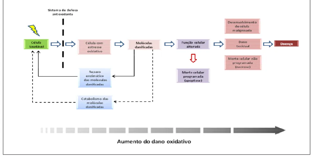 Figura 12. Esquema representativo de defesas celulares