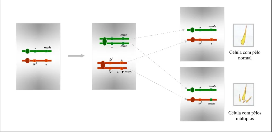 Figura  15.  Esquema  representativo  de  divisão  mitótica  com  ocorrência  de  mutação  em  células  primordiais  dos  discos  imaginais  de  asas  de  D