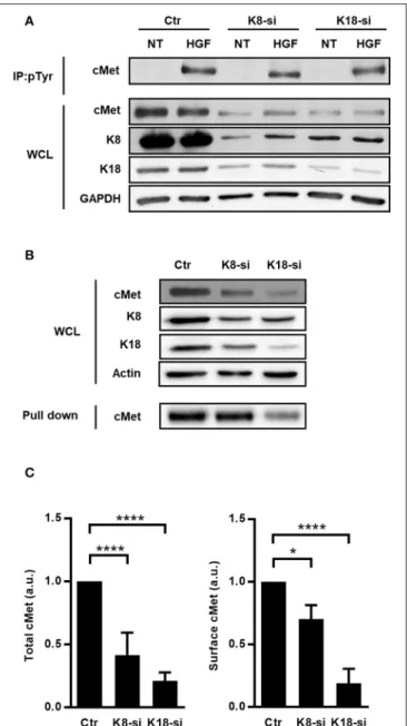 FIGURE 6 | K8 and K18 depletion perturbs expression and surface localization of transmembrane receptors