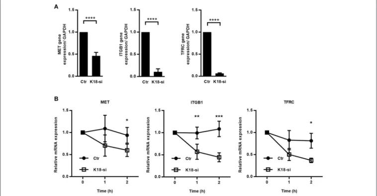 FIGURE 8 | K18 favors expression of cMet, TfR and integrin β1, by promoting transcript stability