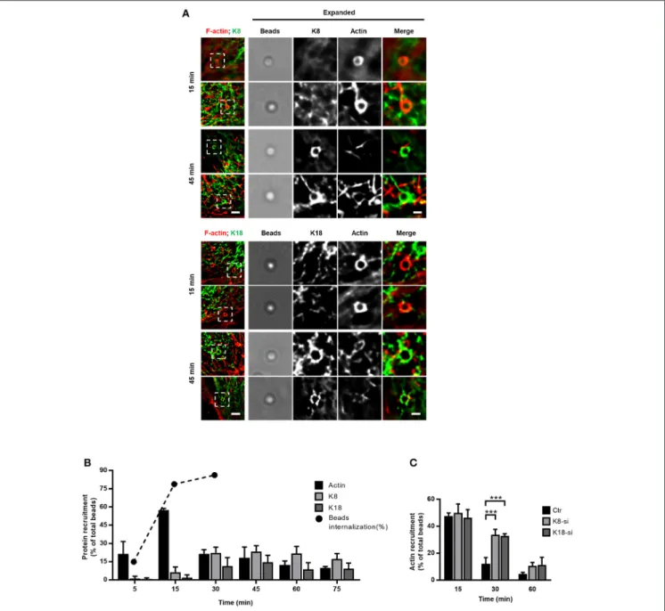 FIGURE 3 | K8 and K18 assist actin depolymerization during later stages of internalization