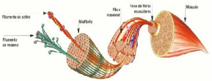 Figura 3. 3 – Estrutura de um músculo esquelético  Fonte: Modificado de Mader [4] 
