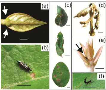Fig  1.  (a)  Banisteriopsis  malifolia  extrafloral  nectaries  (arrows);  (b)  Pseudophilothrips  obscuricornis;  (c)  thrips  injury  on  leaves  and  (d)  shoots;  (e)  thrips  hid  in  between  leaves  (arrow); (f) thrips with the upturned abdomen