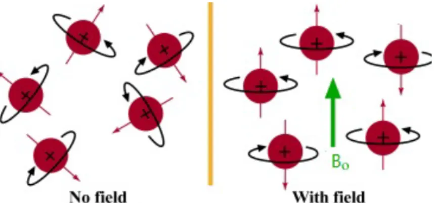 Figura 3 – Influência do campo externo B0 sob a precessão dos átomos de hidrogénio – Adaptado N.I.O.B