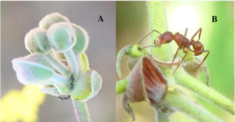 FIGURA 8. Formigas em P. tomentosa no cerrado sensu stricto do CCPIU, Uberlândia/MG.