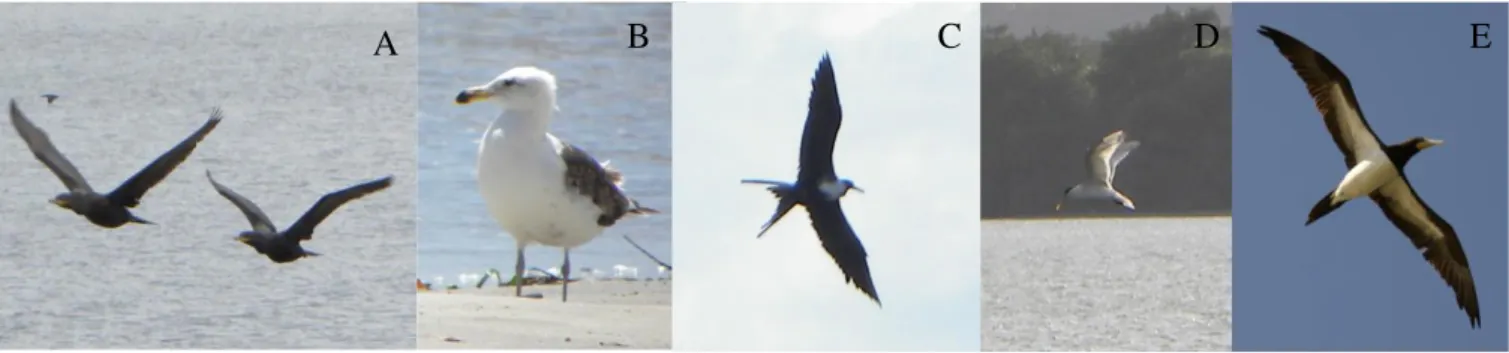 Figura 2. A: Biguá (Phalacrocorax brasilianus); B: Gaivota (Larus dominicanus); C: Fragata  (Fregata magnificens); D: Trinta-réis (Sternidae); E: Atobá-marrom (Sula leucogaster); Fotos: 