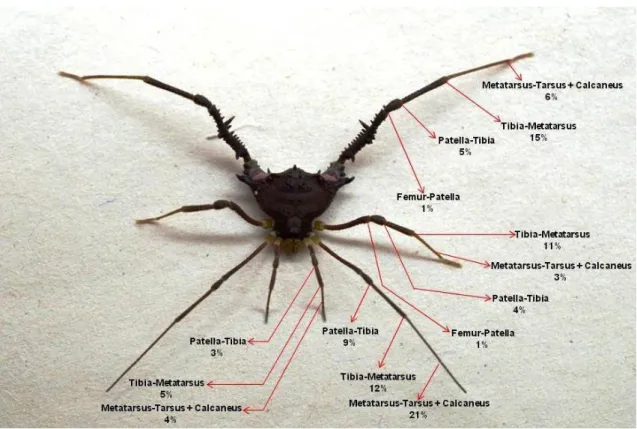 Figure 4. Spots where the spiders bit the harvestmen's body (sum of data from both sides of  the body)
