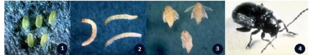 Figura  7:   Estádios  de  desenvolvimento  Epitrix  da  batateira  (E.tuberis),  1-  Ovos,  2-  Larvas,  3-Pupas,  4- 4-Adulto 