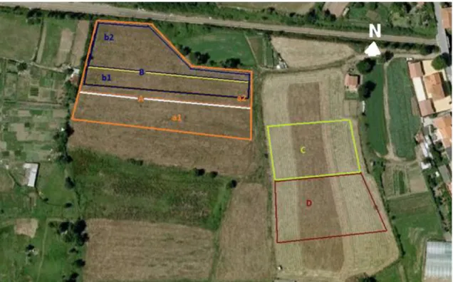 Figura  9:  Localização  das  culturas  de  batata  estudadas  em  2010  (A)  e  em  2011  (B,C  e  D)  num  terreno  agrícola  situado em São Mamede Infesta, Porto 