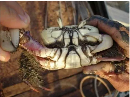 Figura 1. Exemplar de caranguejo-uçá (Ucides cordatus) adulto 