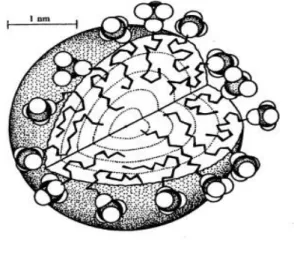 Ilustração 3.3  - Micela esférica para o surfactante  dodecil sulfato. 