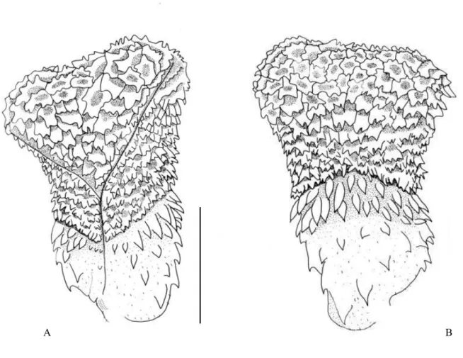 Figura 3. Hemipênis de D. catesbyi (MPEG 20090). A - face sulcada; B - face não- não-sulcada