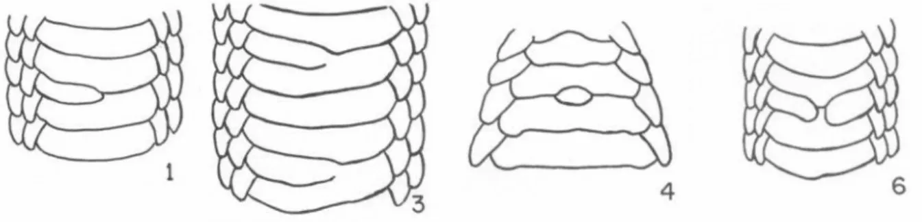 Figura 7. Padrão de divisão das escamas ventrais nos Dipsadinae. Modificado de  P ETERS  (1956)