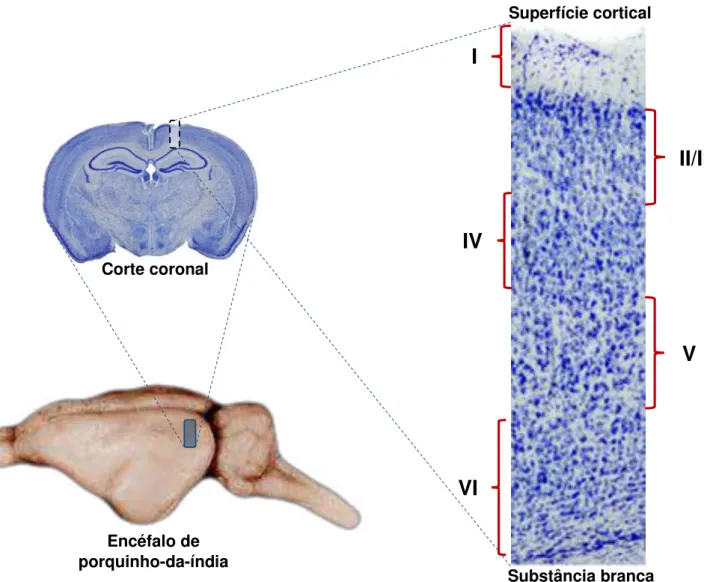 Figura 1. Ilustração mostrando os passos para a retirada do bloco cortical no plano coronal contendo a  área visual primária