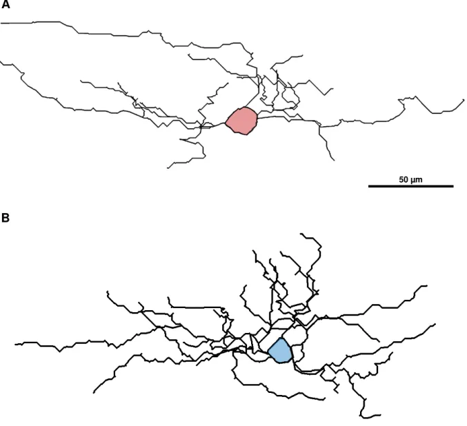 Figura 3. Desenhos de células encontradas na camada I do córtex visual dos roedores classificadas  como horizontal (A) e ascendente (B)