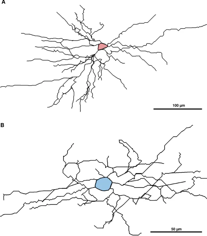 Figura 4. Desenhos de células encontradas na camada I do córtex visual dos roedores classificadas  como  descendentes  (A)  e  radiais  (B)