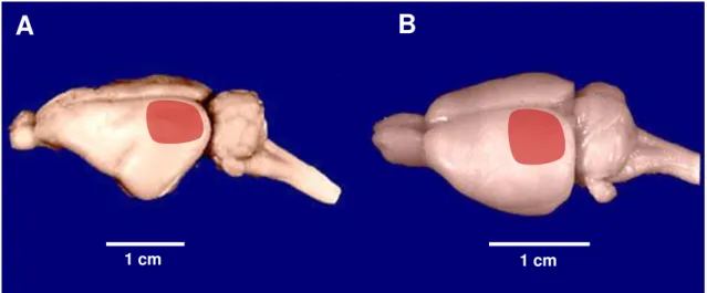 Figura 5. Fotografia em perspectiva dos encéfalos do porquinho-da-índia (A) e do rato (B)