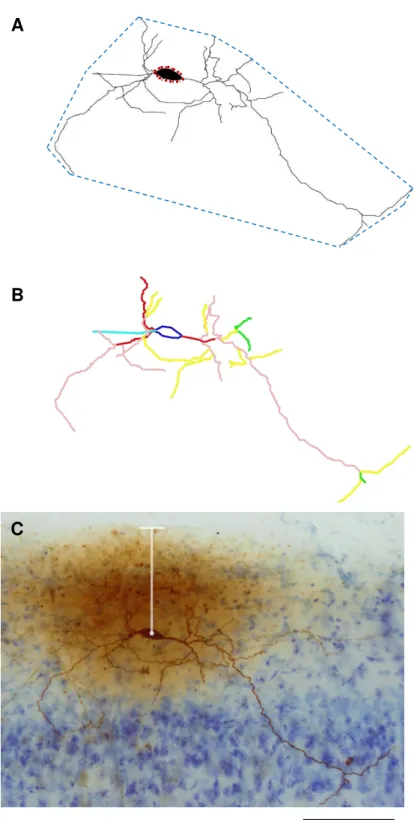 Figura  8.  Desenho  esquemático  da  metodologia  aplicada  nas  análises  das  medidas  dendríticas  em  neurônio horizontal