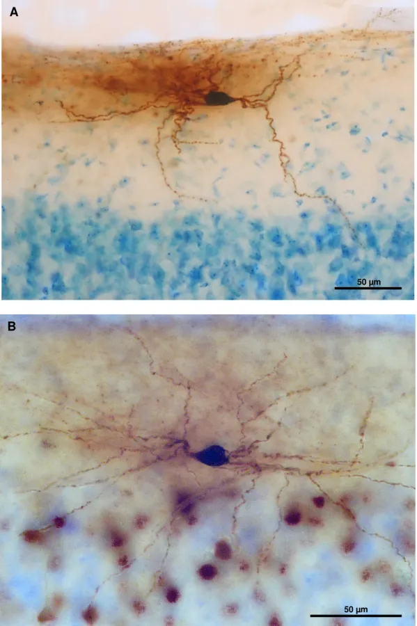 Figura 10. Células do tipo horizontal encontradas na camada I do córtex visual de porquinho-da-índia  (A) e rato (B)