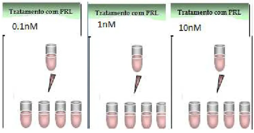 Figura 5- Ilustração do tratamento conjunto de Prolactina e Metilmercúrio 
