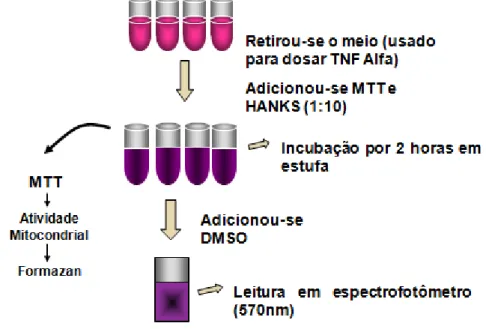 Figura 6- Teste de viabilidade celular por MTT  2.5 Dosagem de citocina por técnica de ELISA 