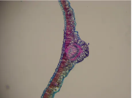 Figura  22:  Mesófilo  da  região  apical  da  folha  em  corte  transversal  (aumento100vezes)