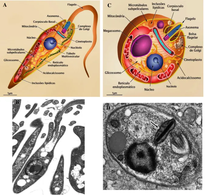 Figura 4: Principais formas evolutivas do protozoário do gênero Leishmania  sp. Desenho esquemático das  formas  promastigota  (A)  e  amastigota  (C)  do  protozoário