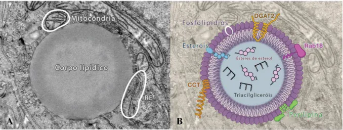 Figura 6: Estrutura de um corpo lipídico por Microscopia Eletrônica de Transmissão. (A) Corpo lipídico  de  uma  célula  de  hepatoma,  mostrando  a  monocamada  lipídica  circundante  e  uma  estreita  associação  entre  a  membrana  da  mitocôndria  e  d