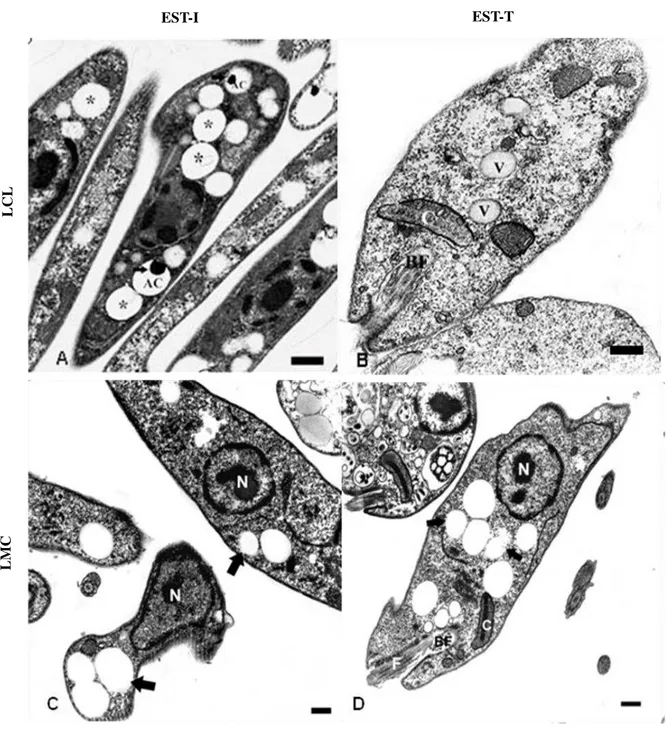 Figura 8: Forma promastigota das cepas de L. (V.) braziliensis em diferentes fases do crescimento in vitro  por MET